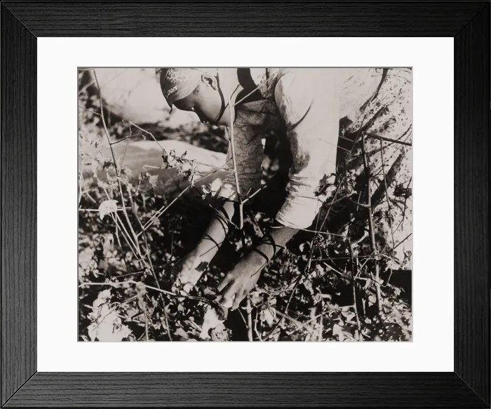 Framed Print : Young African American women picking cotton as a day laborer on Mississippi. October 1938 photo by Marion Post Wolcott