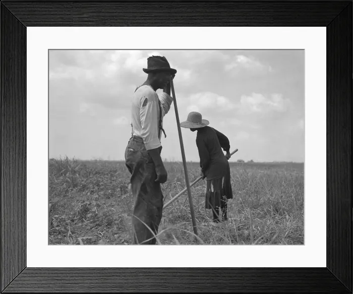 Framed Print : Cotton sharecroppers weeding their small cotton crop in Greene County Georgia. July 1937 photo by Dorothea Lange Framed Print : Cotton sharecroppers weeding their small cotton crop in Greene County Georgia. July 1937 photo by Dorothea Lange