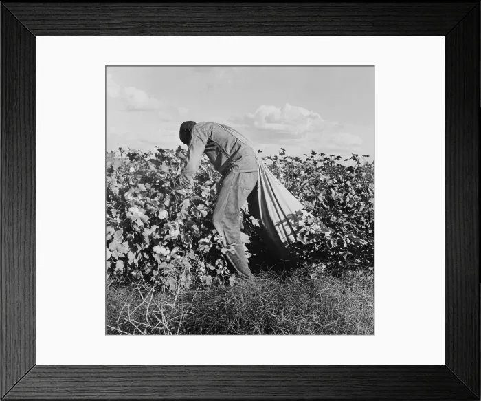 Framed Print : Migratory field worker picking cotton for 75 cents per hundred pounds in San Joaquin Valley, California. At this time cotton was selling for less than $10 a pound