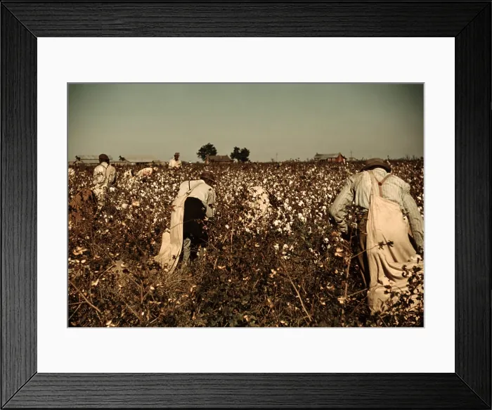 Framed Print : African American day laborers picking cotton near Clarksdale, Mississippi. November 1939 photo by Marion Post Wolcott Framed Print : African American day laborers picking cotton near Clarksdale, Mississippi. November 1939 photo by Marion Post Wolcott