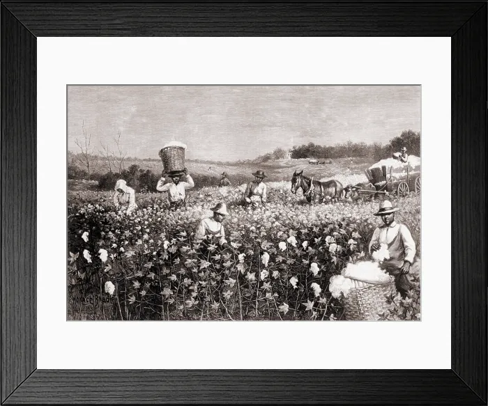 Framed Print : African Americans picking cotton in the U.S. South in 1887. Wood engraving from a drawing by Horace Bradley