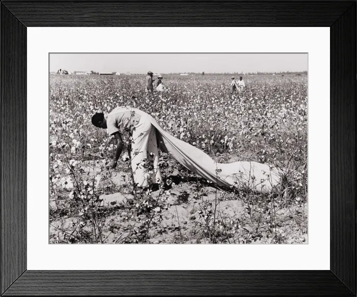 Framed Print : African American day laborer picking cotton on the Resettlement Administration's Lake Dick Cooperative Association in Sept. 1938 Framed Print : African American day laborer picking cotton on the Resettlement Administration's Lake Dick Cooperative Association in Sept. 1938