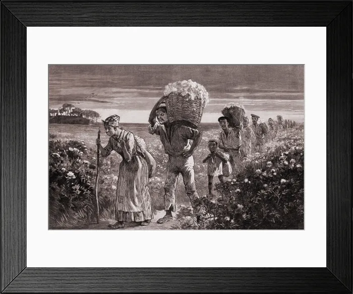 Framed Print : African Americans leaving a cotton field after a day of picking in the U.S. South. 1887 engraving from a drawing by Matt Morgan