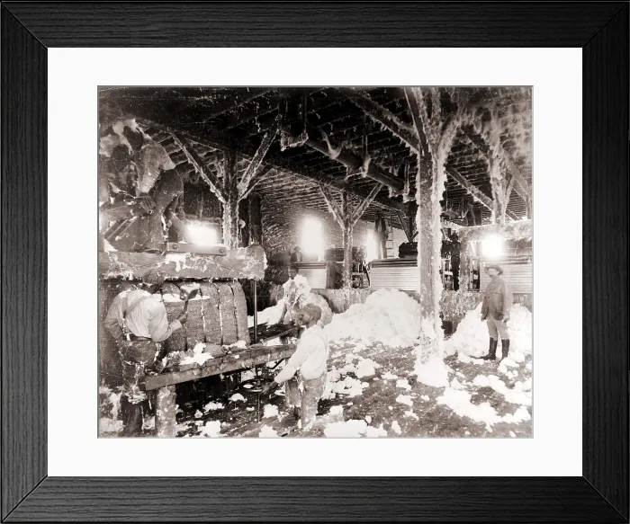 Framed Print : African American men working in a cotton gin at Dahomey, Mississippi, in 1898 Framed Print : African American men working in a cotton gin at Dahomey, Mississippi, in 1898