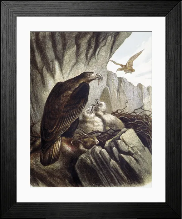 Framed Print : Eagles with their young. Engraving after a drawing by a F.Padro. Engraving. - J. Bedmar / Iberfoto / Everett Collection (271587)**US SALES ONLY**