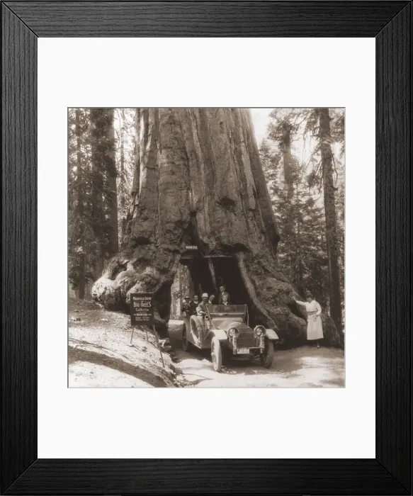 Framed Print : Tourists drive their automobile on through a tunnel carved in the Wawona tree Mariposa Grove Yosemite Valley California. June 15 1918. LC-USZ62-62098 Framed Print : Tourists drive their automobile on through a tunnel carved in the Wawona tree Mariposa Grove Yosemite Valley California. June 15 1918. LC-USZ62-62098