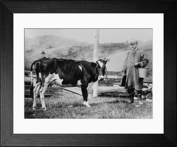 Framed Print : Calvin Coolidge wearing a smock and leather boots, approaches a dairy cow. Future President carried a pail and milking stool on his father's farm in Plymouth, Vermont. Ca Framed Print : Calvin Coolidge wearing a smock and leather boots, approaches a dairy cow. Future President carried a pail and milking stool on his father's farm in Plymouth, Vermont. Ca