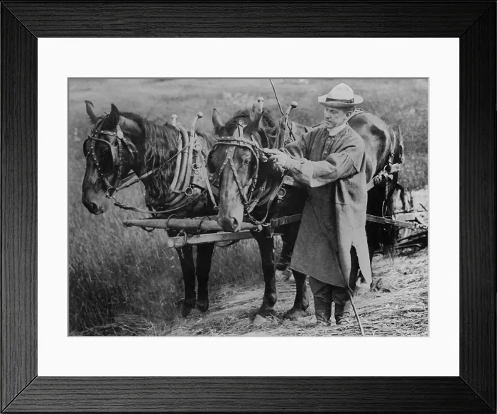 Framed Print : Calvin Coolidge adjusting a horse's harness on his father's farm in Plymouth, Vermont. Ca. 1920-23 Framed Print : Calvin Coolidge adjusting a horse's harness on his father's farm in Plymouth, Vermont. Ca. 1920-23
