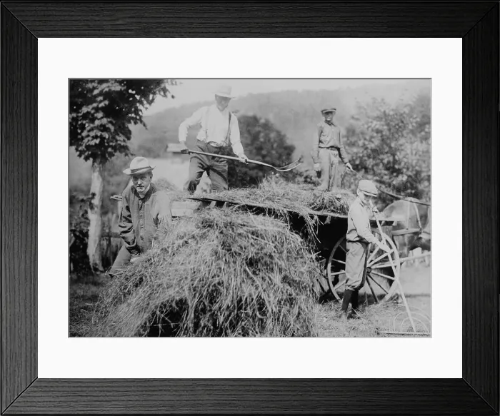 Framed Print : Calvin Coolidge harvests hay with his father, John Coolidge, and sons John and Calvin Framed Print : Calvin Coolidge harvests hay with his father, John Coolidge, and sons John and Calvin