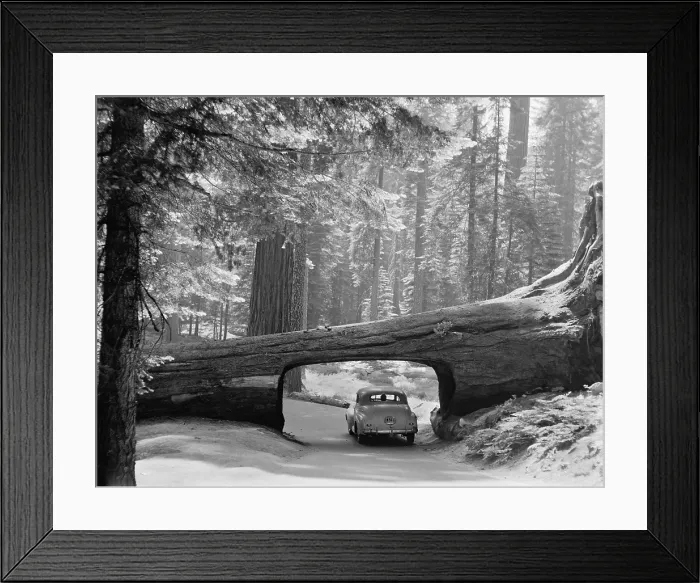 Framed Print : Car driving through passage way in a fallen tree in Sequoia National Park September 1957. LC-DIG-matpc-23254