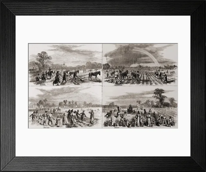Framed Print : After the Civil War many African Americans continued to work on the plantations where they had been slaves. In 1867, artist A.R