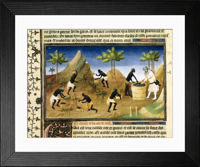 Framed Print : Polo, Marco (1254-1324). Venetian traveller. 'Book of World Wonders', manuscript edition in French (14th c.). Pepper harvest. Description of the World. s.XIV