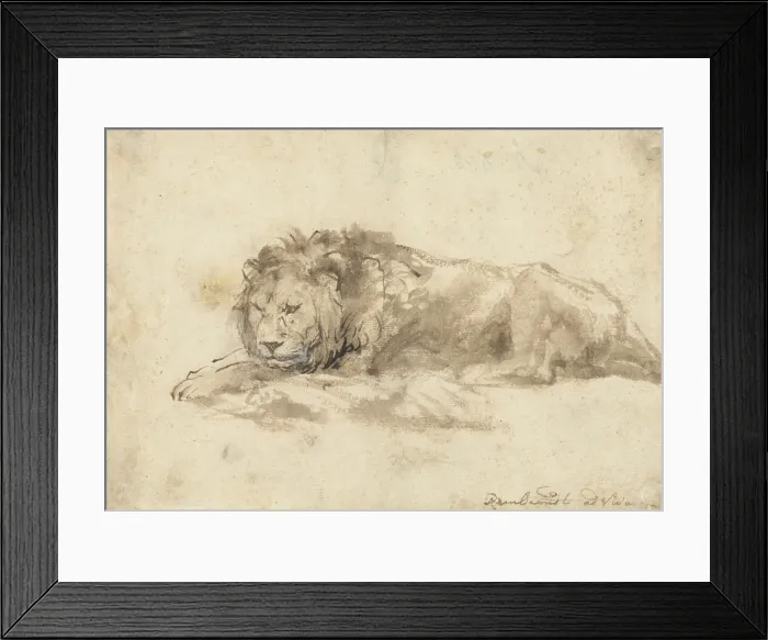 Framed Print : Reclining Lion, by Rembrandt van Rijn, c. 1650-59, Dutch drawing, pen and ink, wash, on paper Framed Print : Reclining Lion, by Rembrandt van Rijn, c. 1650-59, Dutch drawing, pen and ink, wash, on paper