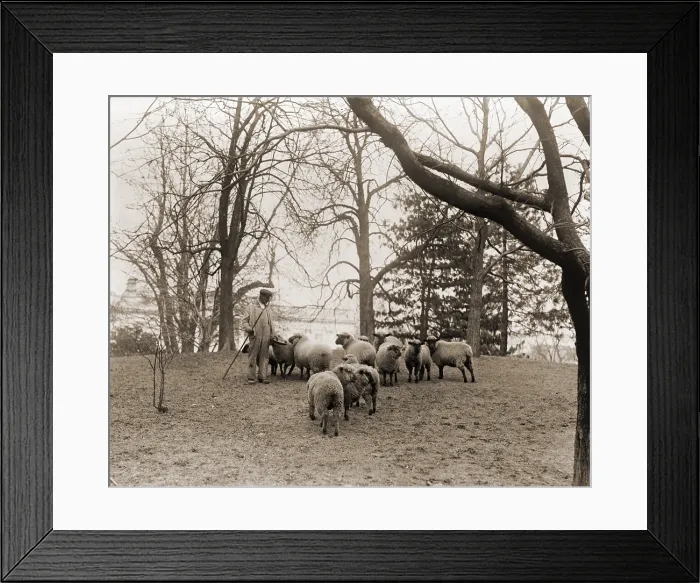 Framed Print : Shepherd with the White House sheep that kept the lawn trimmed and produced wool fleece for the Home front effort during World War 1