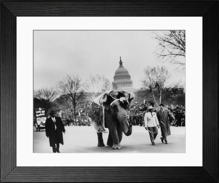 Framed Print : Elephant marching in the Eisenhower Inaugural Parade. Jan. 21, 1957 - (BSLOC_2014_16_37) Framed Print : Elephant marching in the Eisenhower Inaugural Parade. Jan. 21, 1957 - (BSLOC_2014_16_37)