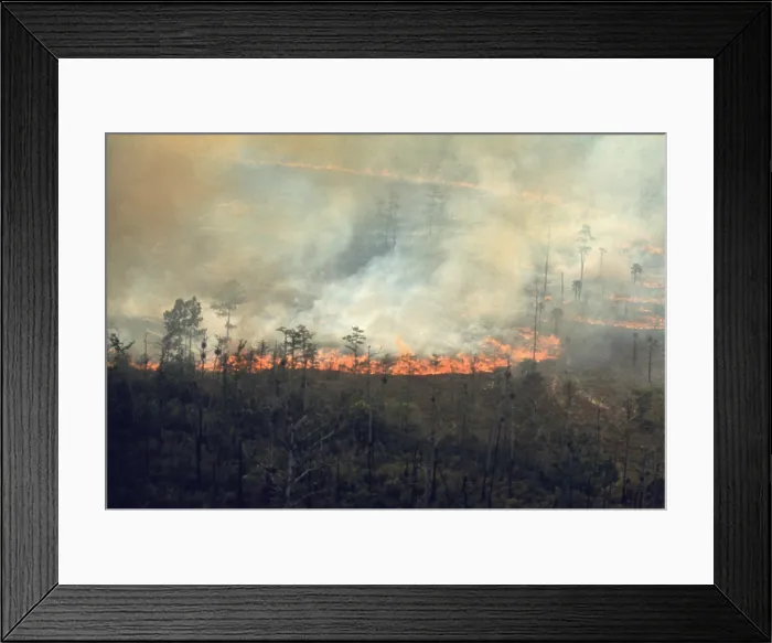 Framed Print : Burning fields in the Florida Everglades sends smoke over the highly populated east coast of Florida. Ca. 1973-75 Framed Print : Burning fields in the Florida Everglades sends smoke over the highly populated east coast of Florida. Ca. 1973-75