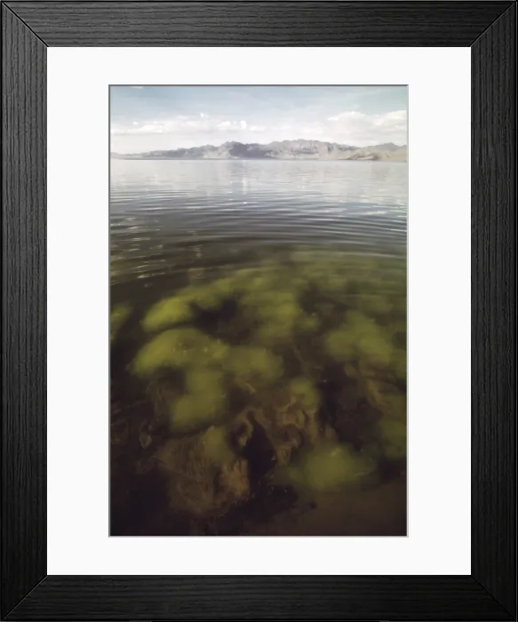 Framed Print : Algae growth in one of the shallow bays of Pyramid Lake in Nevada. The lake lost 80 feet of its depth due to diversion of its water source the Truckee River. Ca. 1973-75