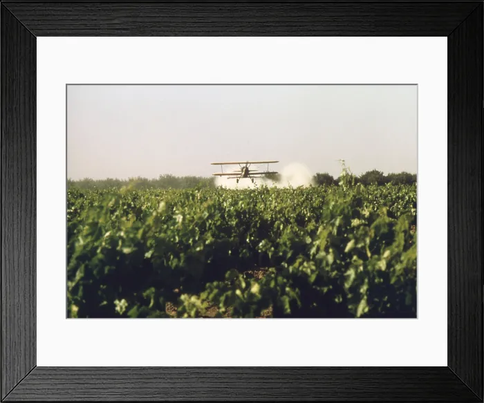 Framed Print : Sulfur dusting of grape vines by air. Pure elemental sulfur is organic and is used to prevent powdery mildew. Ca. 1973-75 Framed Print : Sulfur dusting of grape vines by air. Pure elemental sulfur is organic and is used to prevent powdery mildew. Ca. 1973-75