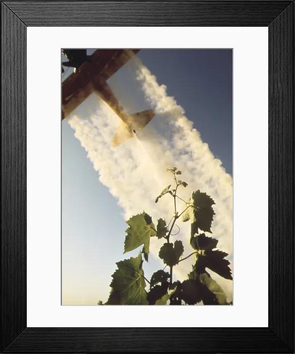 Framed Print : Sulfur dusting of grape vines by air. Pure elemental sulfur is organic and is used to prevent powdery mildew. Ca. 1973-75 Framed Print : Sulfur dusting of grape vines by air. Pure elemental sulfur is organic and is used to prevent powdery mildew. Ca. 1973-75