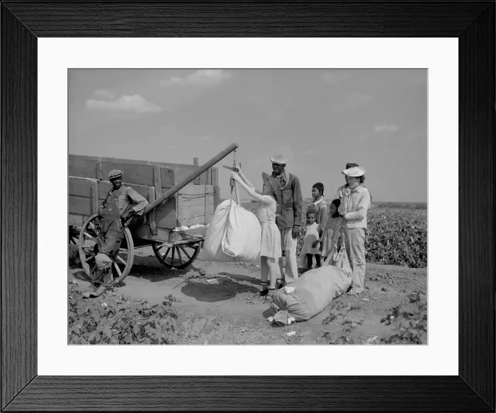 Framed Print : Day laborers wait as White plantation owner's young daughter weighs their picked cotton, Texas, 1936. Photo by Arthur Rothstein. (BSLOC_2013_8_121) Framed Print : Day laborers wait as White plantation owner's young daughter weighs their picked cotton, Texas, 1936. Photo by Arthur Rothstein. (BSLOC_2013_8_121)
