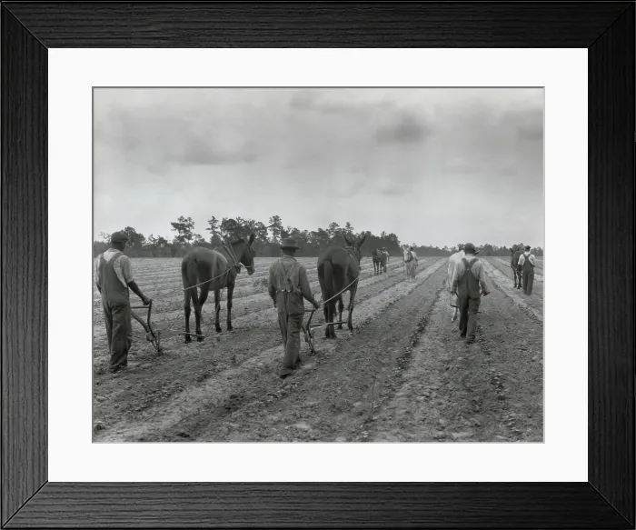 Framed Print : African Americans cultivating cotton, Eastover, South Carolina, May 17, 1932. Photo by George Ackerman. (BSLOC_2013_8_122)