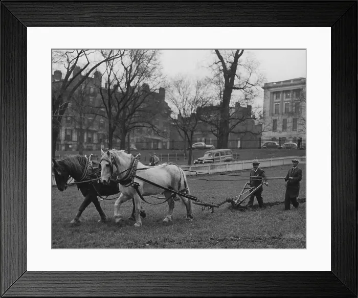 Framed Print : Plowing Boston Common for the Victory Garden Program during World War 2. March 11, 1944. (BSLOC_2013_14_172)