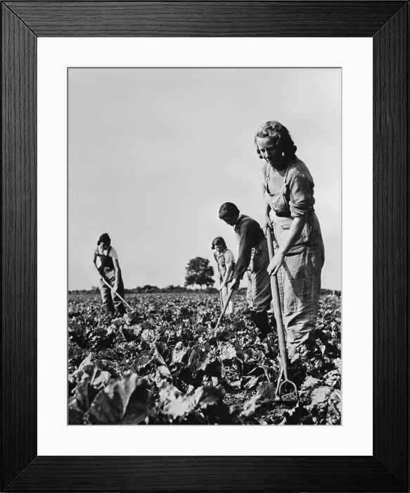 Framed Print : British women working on the sugar beet crops that, produced a large part of the sugar ration