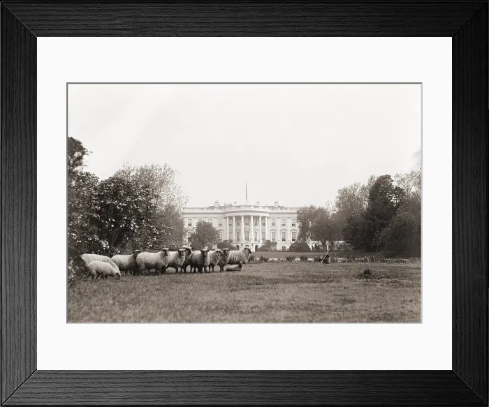 Framed Print : Sheep grazing on the White House Lawn. during World War 1 from 1916 to 1919