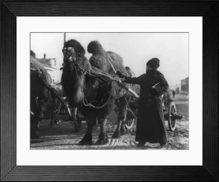 Framed Print : Harriet Chalmers Adams with camel pulling cart, Gobi Desert. From 1907 to 1935, she wrote twenty-one articles for the National Geographic Society illustrated with her photographs Framed Print : Harriet Chalmers Adams with camel pulling cart, Gobi Desert. From 1907 to 1935, she wrote twenty-one articles for the National Geographic Society illustrated with her photographs