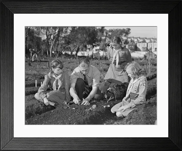 Framed Print : West coast Victory Gardens at San Francisco's Junior College during World War 2. Professor Harry Nelson helps Girl Scouts transplanting young vegetables. Feb.-March, 1943