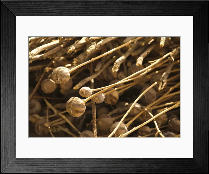 Framed Print : Dried Poppy plants discovered as Afghan National Army soldiers and U.S. Marines conduct a civil affairs patrol in the Nawa District Helmand Province in western Afghanistan