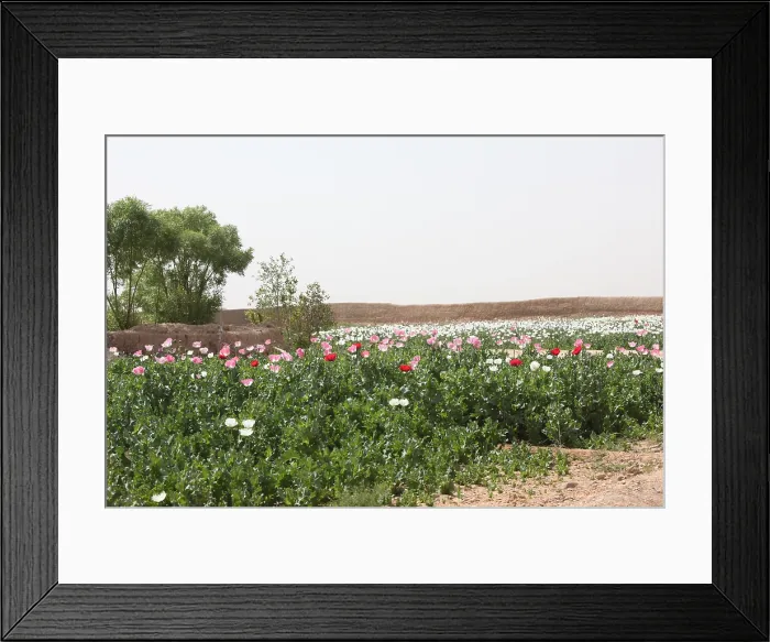 Framed Print : A poppy field within an Afghan's compound in Habib Abad Afghanistan March 28 2010