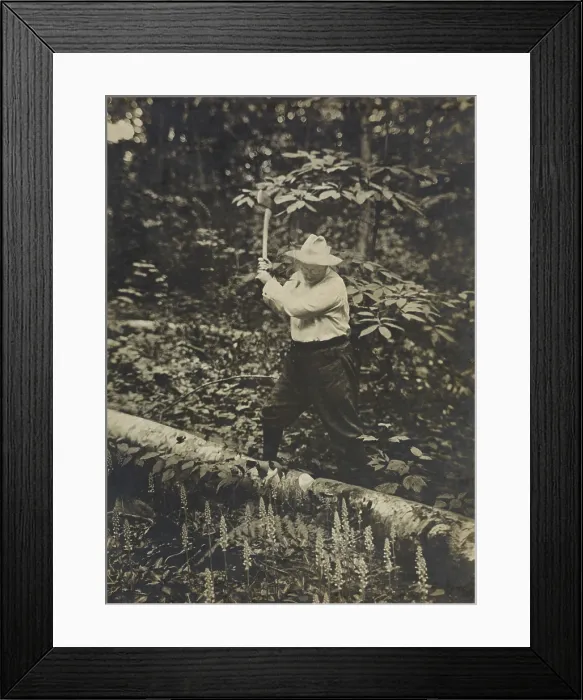 Framed Print : President Theodore Roosevelt chopping, a fallen tree with an axe, summer 1905 Framed Print : President Theodore Roosevelt chopping, a fallen tree with an axe, summer 1905