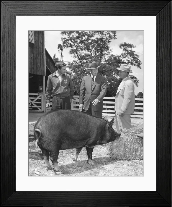 Framed Print : President Eisenhower presented with a Berkshire Gilt pig by a 4-H Club achievement award winner. Gettysburg, PA. June 3, 1955. - (BSLOC_2014_16_176)
