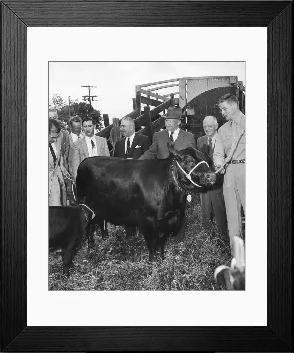 Framed Print : President Eisenhower receiving an Aberdeen Angus cow and calf from the Brandywine Angus Breeders. Gettysburg, PA. June 3, 1955. - (BSLOC_2014_16_177) Framed Print : President Eisenhower receiving an Aberdeen Angus cow and calf from the Brandywine Angus Breeders. Gettysburg, PA. June 3, 1955. - (BSLOC_2014_16_177)