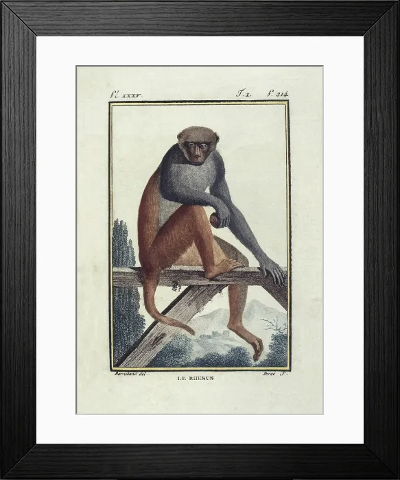 Framed Print : BUFFON, Georges-Louis Leclerc, count de (1707-1788). Rhesus monkeys (les rhesus). Illustration of the 'Histoire naturelle, generale et particulire', 1749-1788 Framed Print : BUFFON, Georges-Louis Leclerc, count de (1707-1788). Rhesus monkeys (les rhesus). Illustration of the 'Histoire naturelle, generale et particulire', 1749-1788
