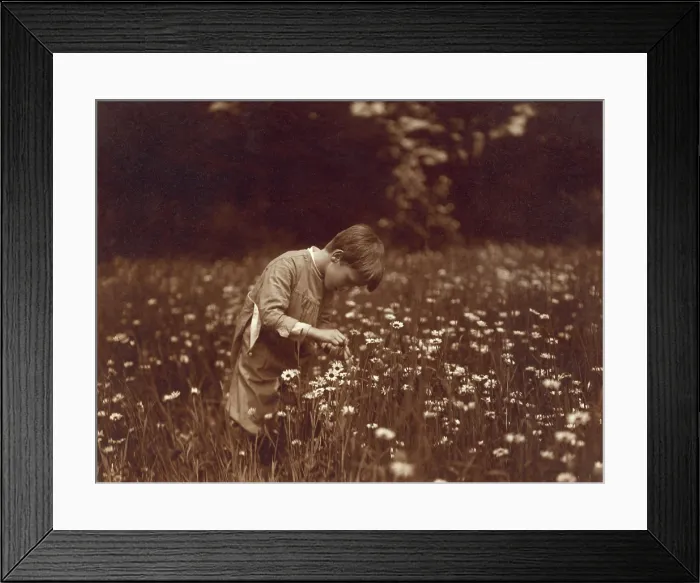 Framed Print : Quentin Roosevelt catching June bugs in a field of daisies at Sagamore Hill, 1904. President Theodore Roosevelts youngest son was photographed by Edward S Framed Print : Quentin Roosevelt catching June bugs in a field of daisies at Sagamore Hill, 1904. President Theodore Roosevelts youngest son was photographed by Edward S