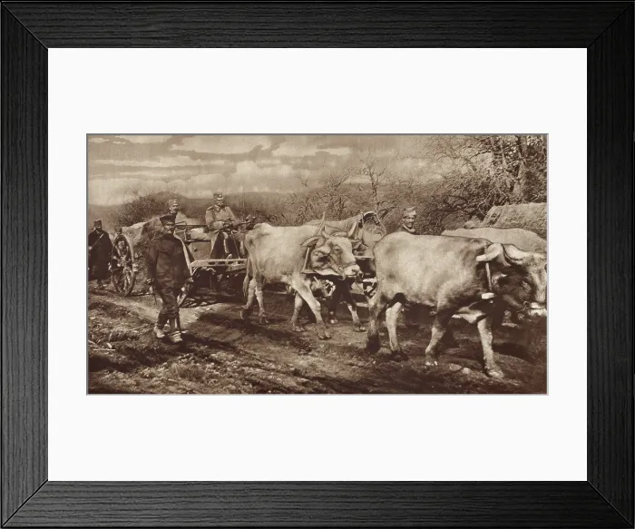 Framed Print : King Peter of Serbia, riding in an oxen drawn buggy after Serbia's 1916 defeat by Central Powers. He joined his people in their retreat to the mountains of Albania