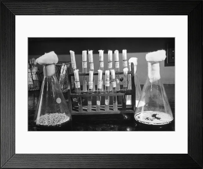 Framed Print : Laboratory flasks and test tubes used in the development of Penicillin. Ca. 1940 Framed Print : Laboratory flasks and test tubes used in the development of Penicillin. Ca. 1940