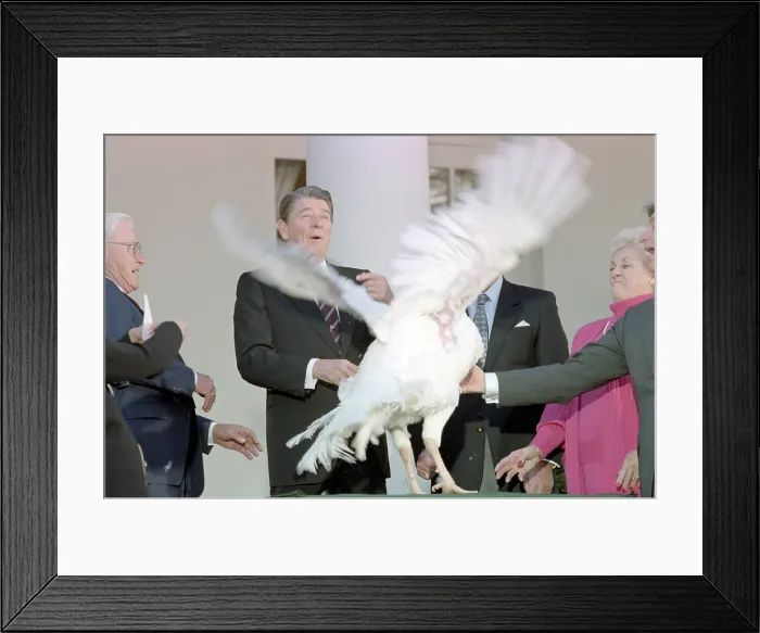 Framed Print : Ronald Reagan at White House ceremony to receive the 40th Thanksgiving Turkey. Nov. 13, 1987. (BSLOC_2015_14_76)