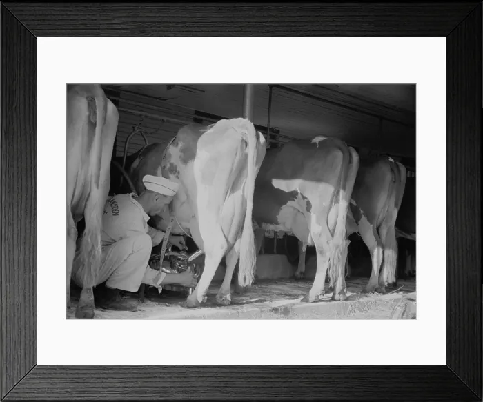 Framed Print : Farmer using a powered milking machine, Minnesota, Sept. 1939. His uniform indicates he is an employee of a dairy business, not an independent farmer. (BSLOC_2013_8_87) Framed Print : Farmer using a powered milking machine, Minnesota, Sept. 1939. His uniform indicates he is an employee of a dairy business, not an independent farmer. (BSLOC_2013_8_87)
