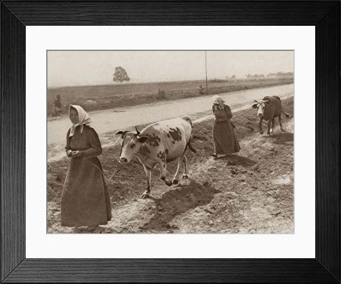 Framed Print : World War 1 in Eastern Europe. Refugee women from Warsaw, their homes in ruins, lead their cows in search for food and shelter. Ca. 1914-15. (BSLOC_2013_1_4) Framed Print : World War 1 in Eastern Europe. Refugee women from Warsaw, their homes in ruins, lead their cows in search for food and shelter. Ca. 1914-15. (BSLOC_2013_1_4)