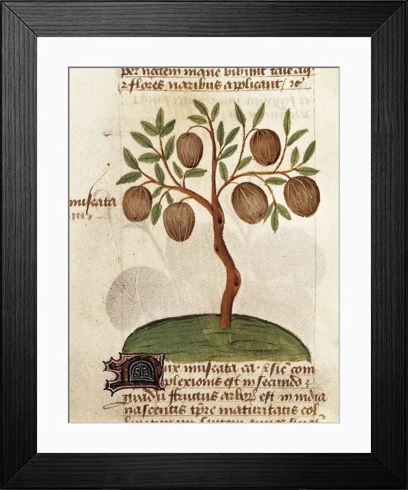 Framed Print : Nutmeg. Illustration from 'Tractatus de herbis', edition of 'De Materia Medica' of Dioscorides from 15th century. Page 98v. Gothic art. Miniature Painting
