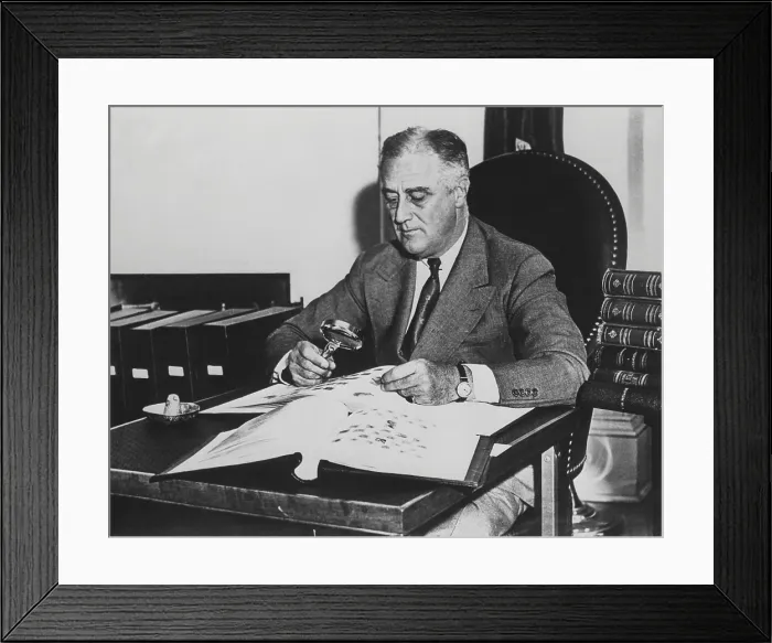 Framed Print : President Franklin Roosevelt with his stamp collection at the White House. May 5, 1936. He spent an estimated 2000 hours on this hobby while President
