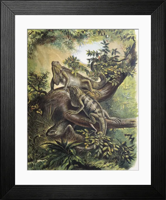 Framed Print : Iguanas. Specie of lizard. Engraving after a drawing by a F.Padro. Engraving. - J. Bedmar / Iberfoto / Everett Collection (546841)**US SALES ONLY**