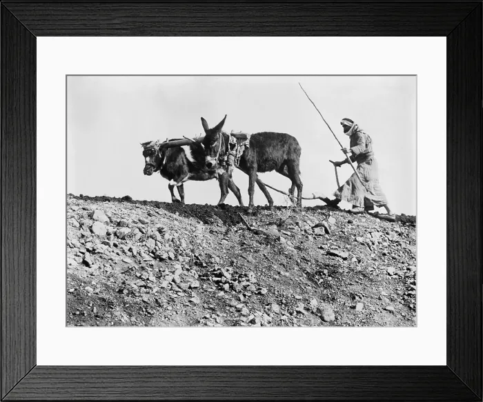 Framed Print : Fellah is the Arabic word for ploughman. In Palestine under the Ottoman Empire, most Arab farmers owned small farms or were tenants of large landowners