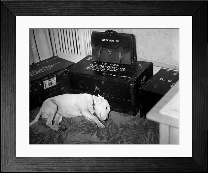Framed Print : General Georg Patton's pet bull terrier Willie, lying beside his dead master's trunks. Patton was fatally injured in an auto accident on Dec Framed Print : General Georg Patton's pet bull terrier Willie, lying beside his dead master's trunks. Patton was fatally injured in an auto accident on Dec