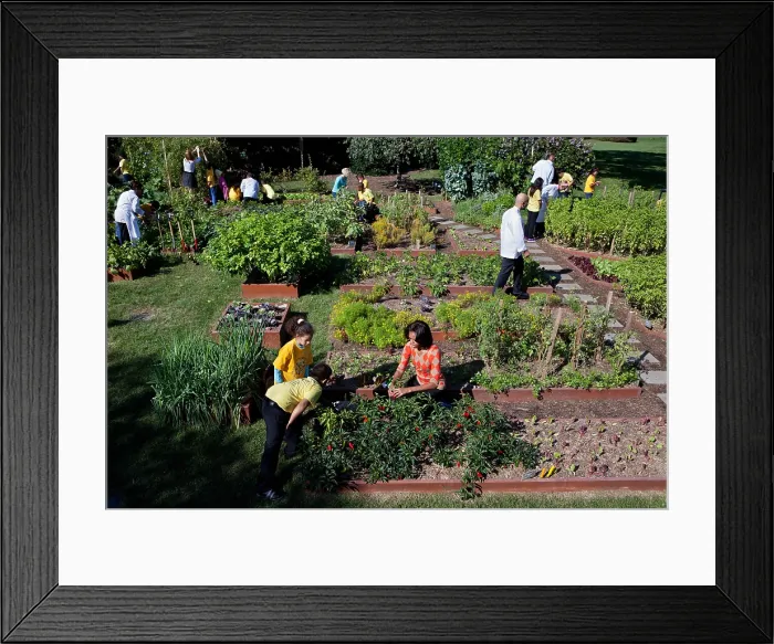 Framed Print : Fall Harvest of the White House Kitchen Garden. Michelle Obama, White House chefs and children from Bancroft and Tubman Elementary Schools pick vegetables on the South Lawn, Oct