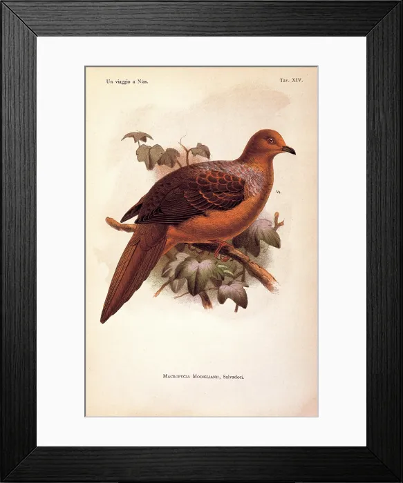 Framed Print : Unknown, Color lithographs of Indonesian animals, 19th Century, litography, Italy, Private collection (499794) Everett CollectionMondadori Portfolio**US SALES ONLY** Framed Print : Unknown, Color lithographs of Indonesian animals, 19th Century, litography, Italy, Private collection (499794) Everett CollectionMondadori Portfolio**US SALES ONLY**