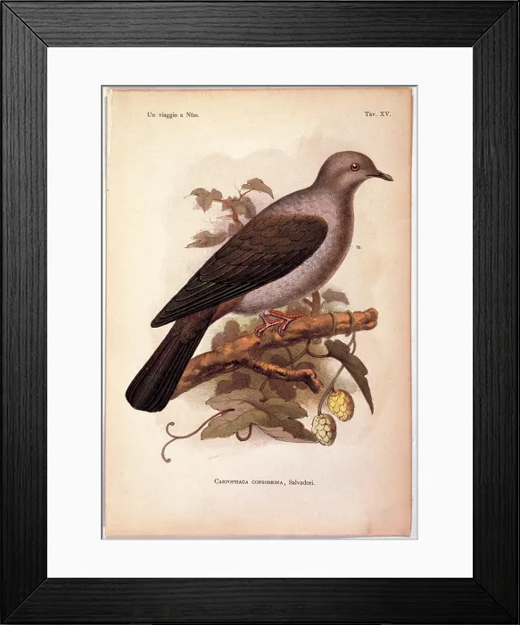 Framed Print : Unknown, Color lithographs of Indonesian animals, 19th Century, litography, Italy, Private collection (499795) Everett CollectionMondadori Portfolio**US SALES ONLY**